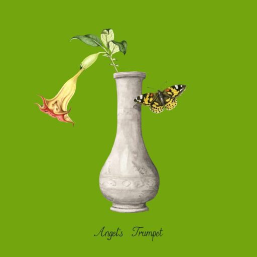Angel’s Trumpet