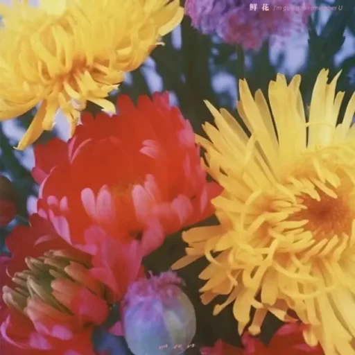 鲜花 – Single